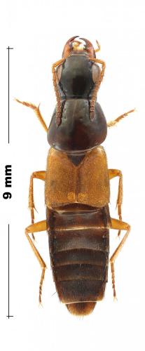 Quedius picipes